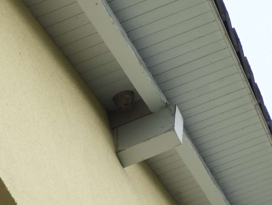 wespennest_entfernen