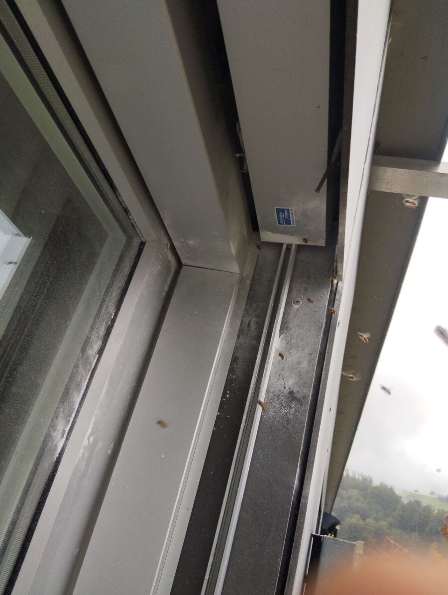 wespennest_entfernen