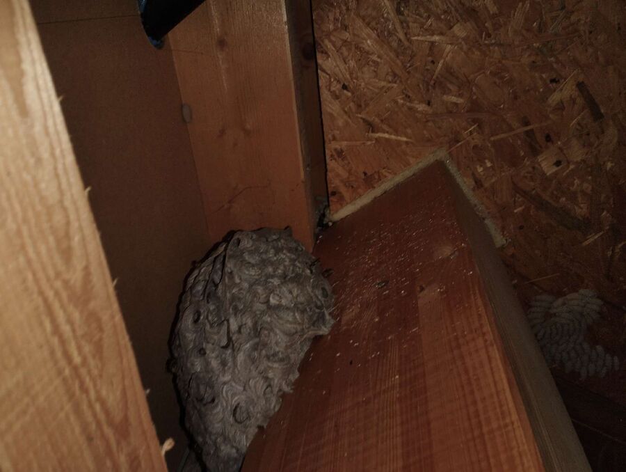 wespennest_entfernen