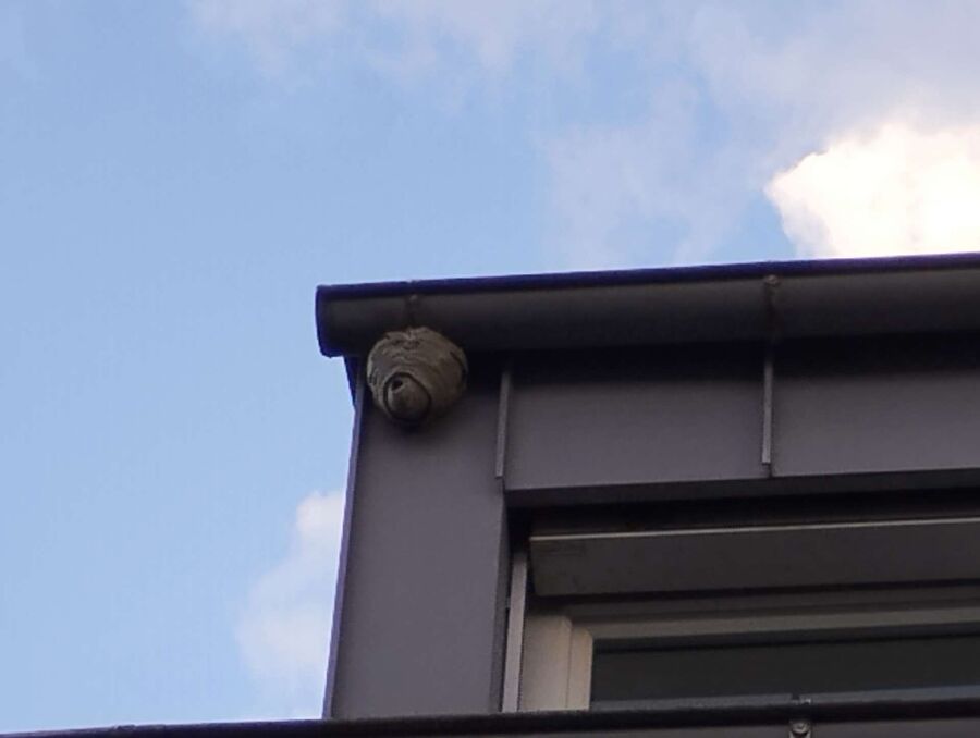 wespennest_entfernen