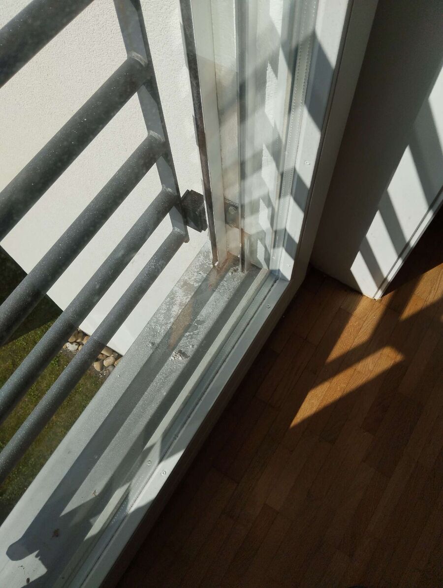 wespennest_entfernen