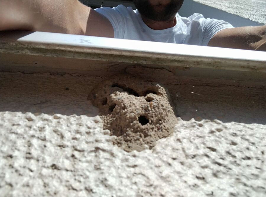 wespennest_entfernen