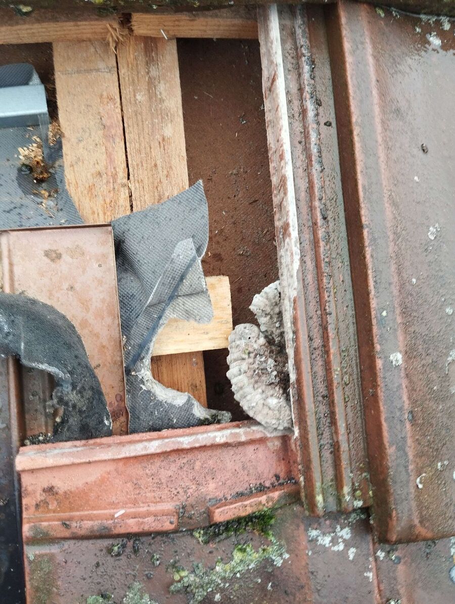 wespennest_entfernen