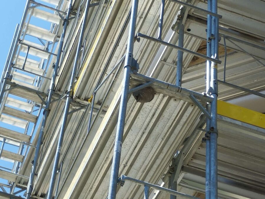 wespennest_entfernen