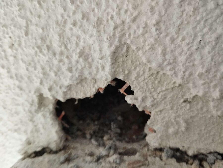 wespennest_entfernen