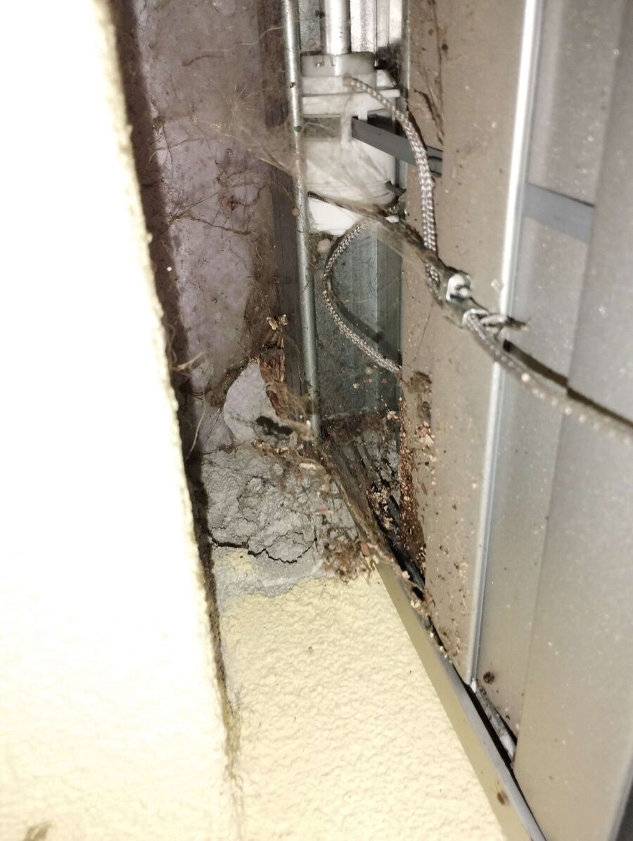 wespennest_entfernen