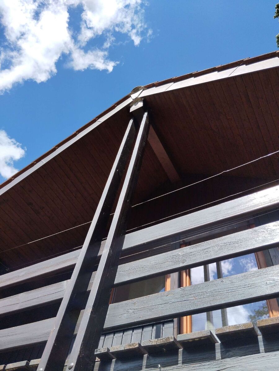 wespennest_entfernen