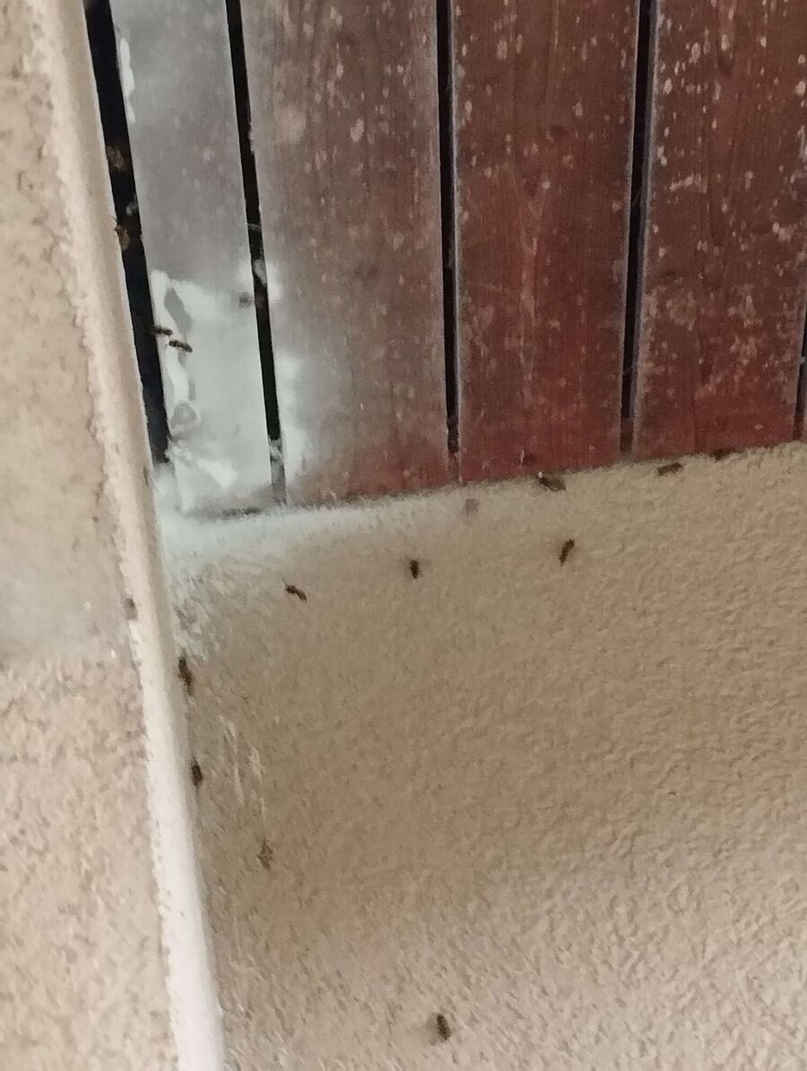 wespennest_entfernen