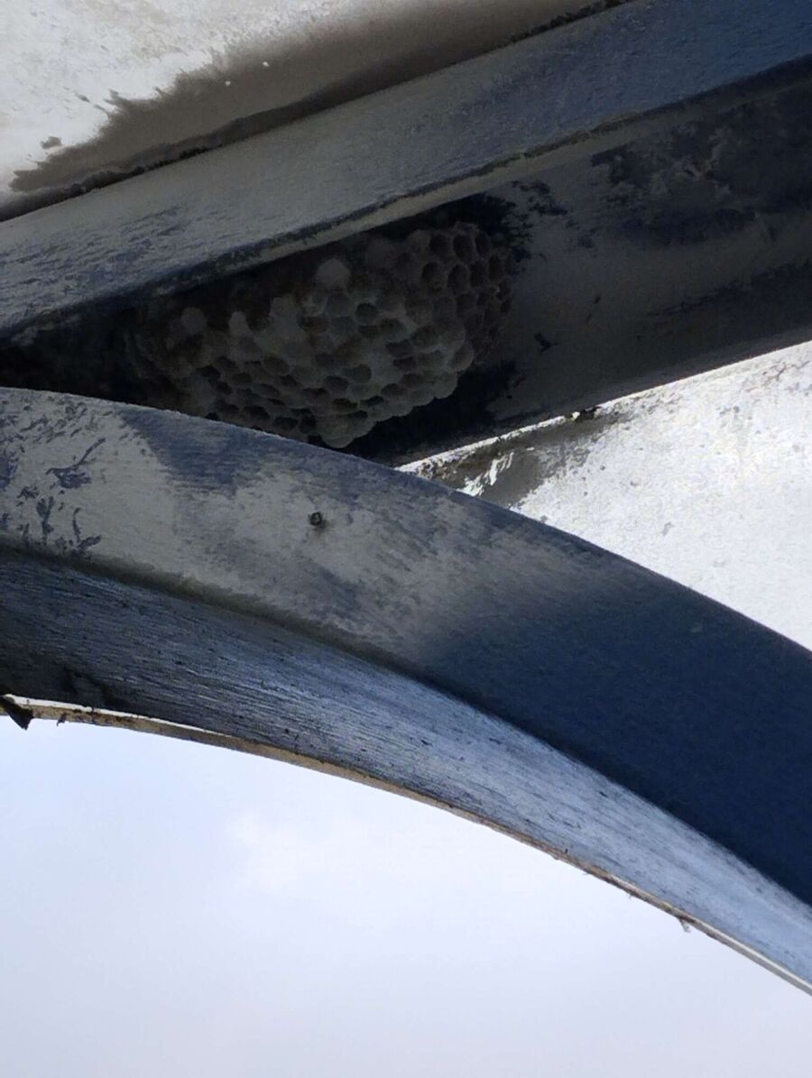 wespennest_entfernen