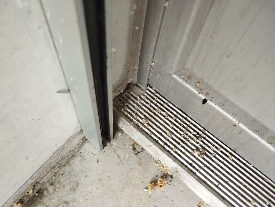 wespennest_entfernen