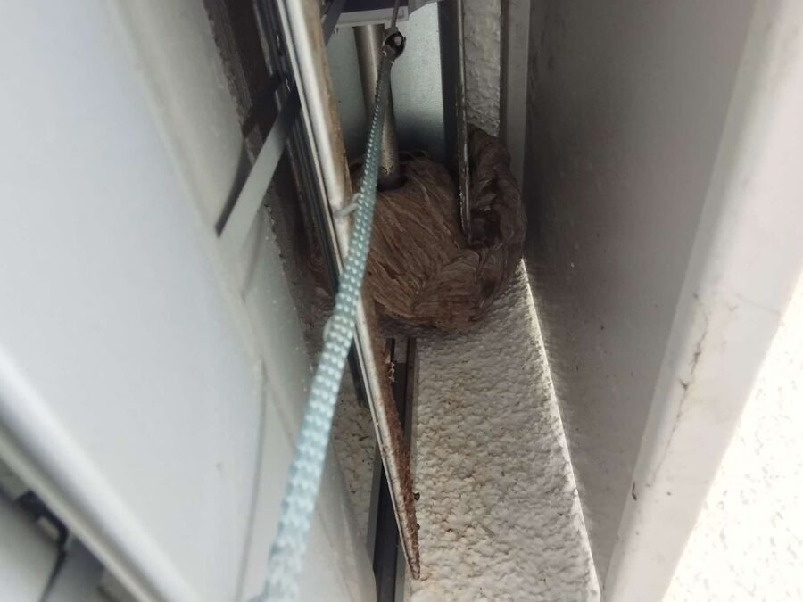 wespennest_entfernen