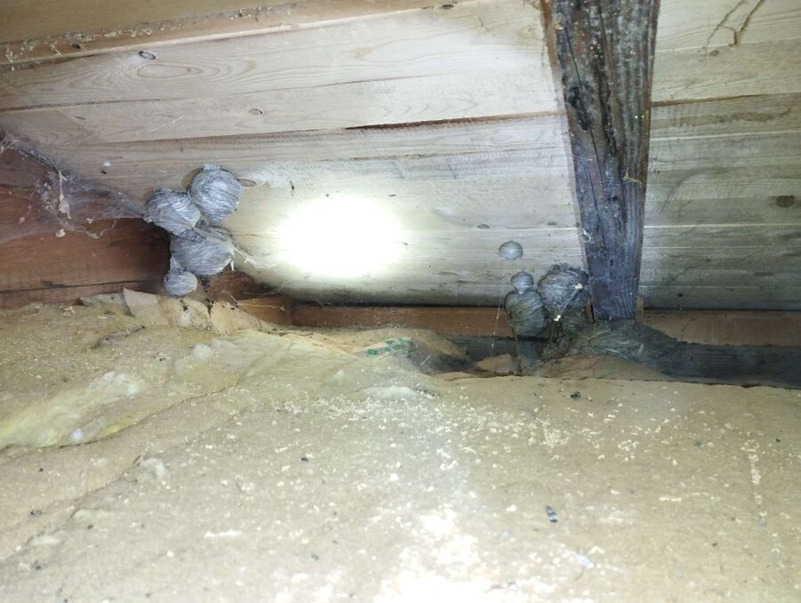 wespennest_entfernen