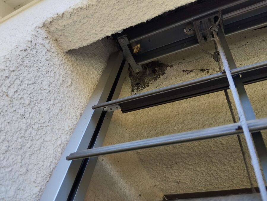 wespennest_entfernen