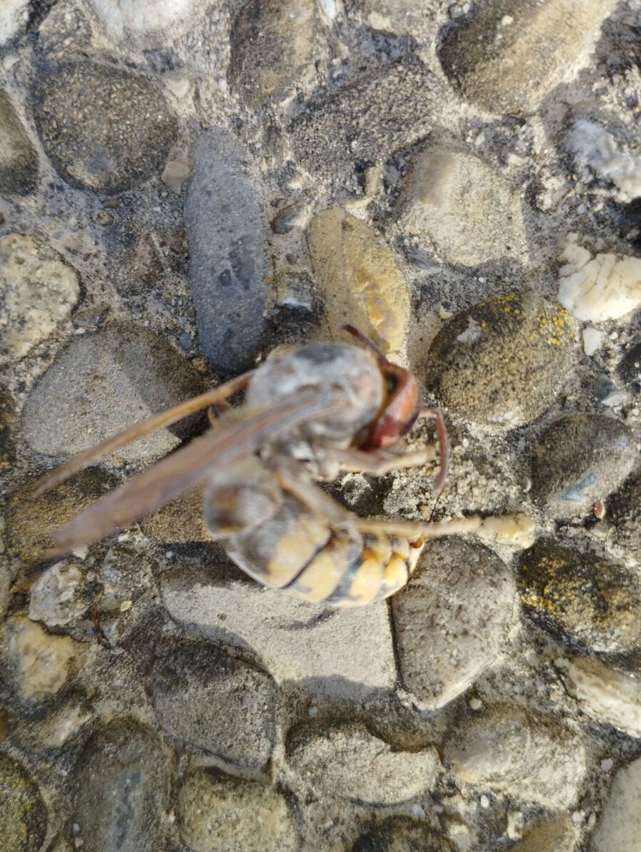 wespennest_entfernen