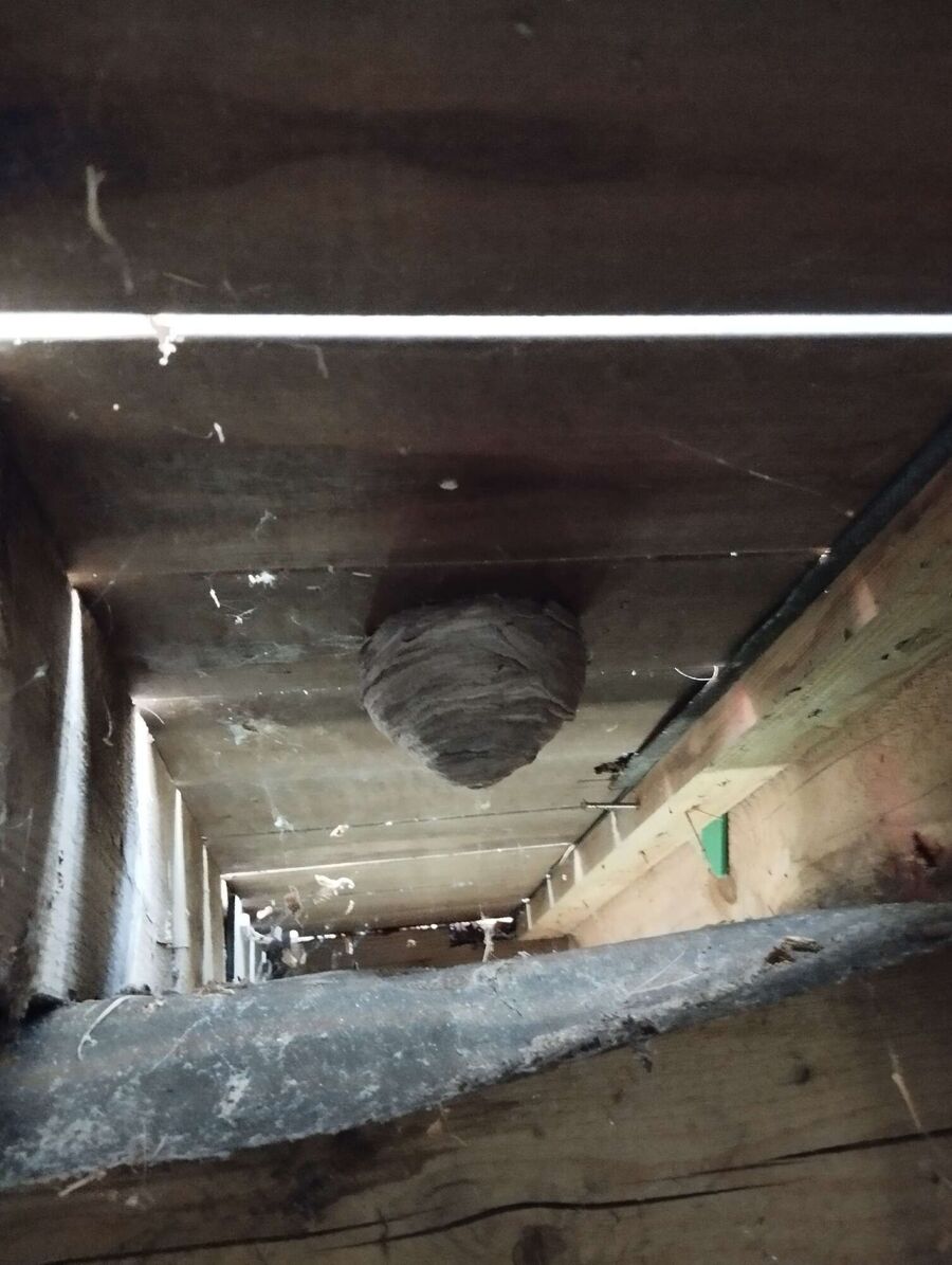 wespennest_entfernen