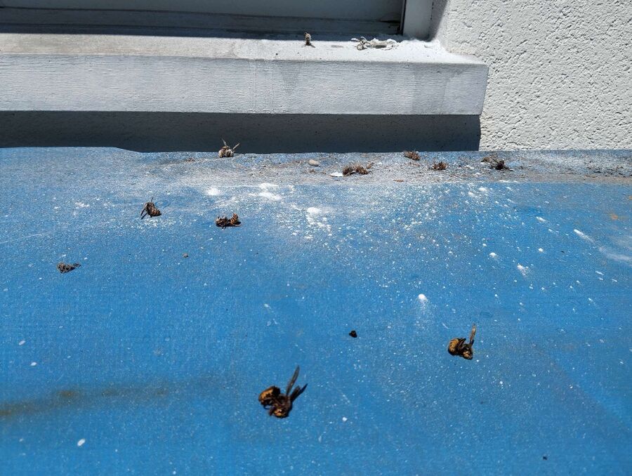 wespennest_entfernen