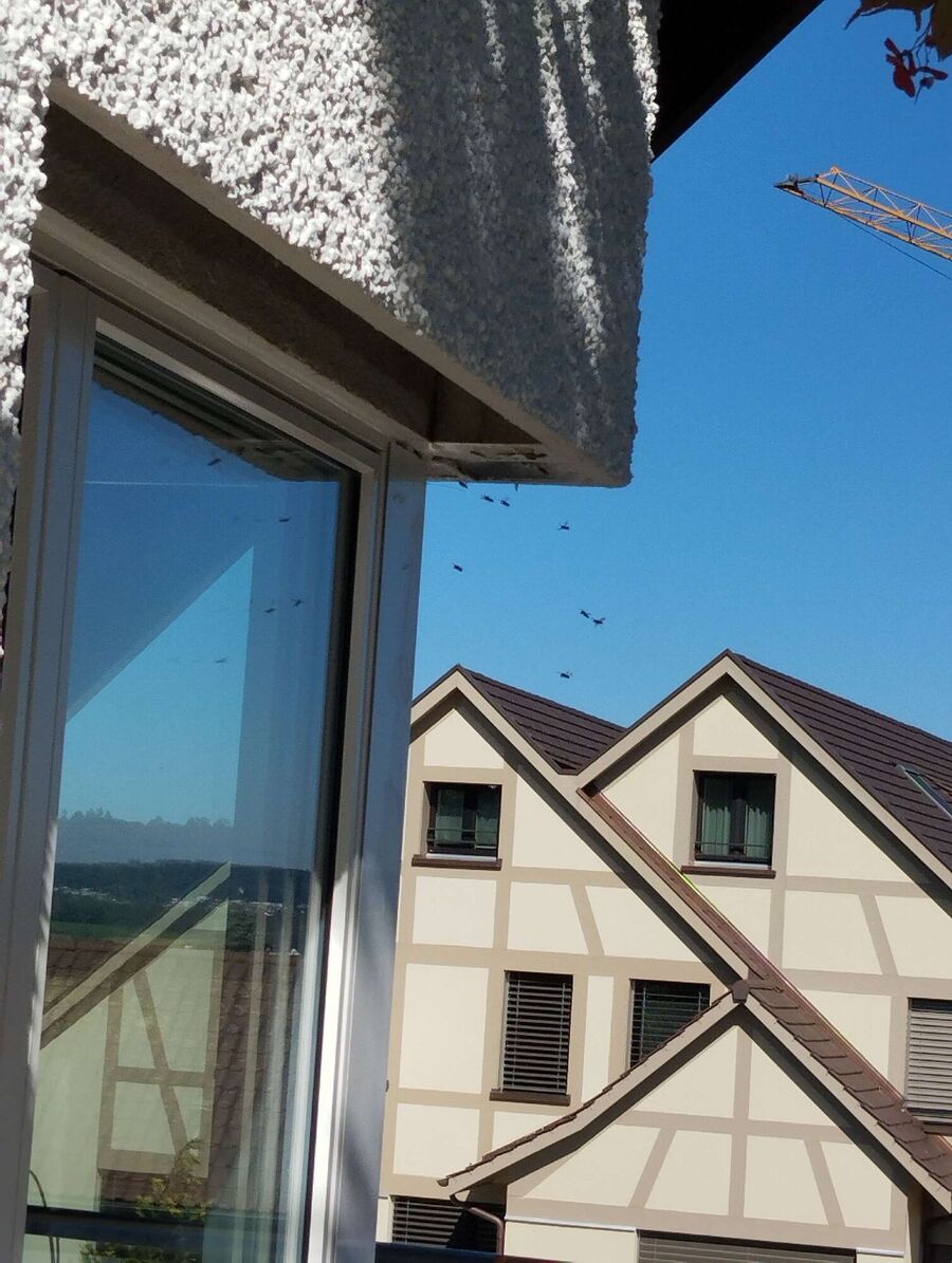 wespennest_entfernen