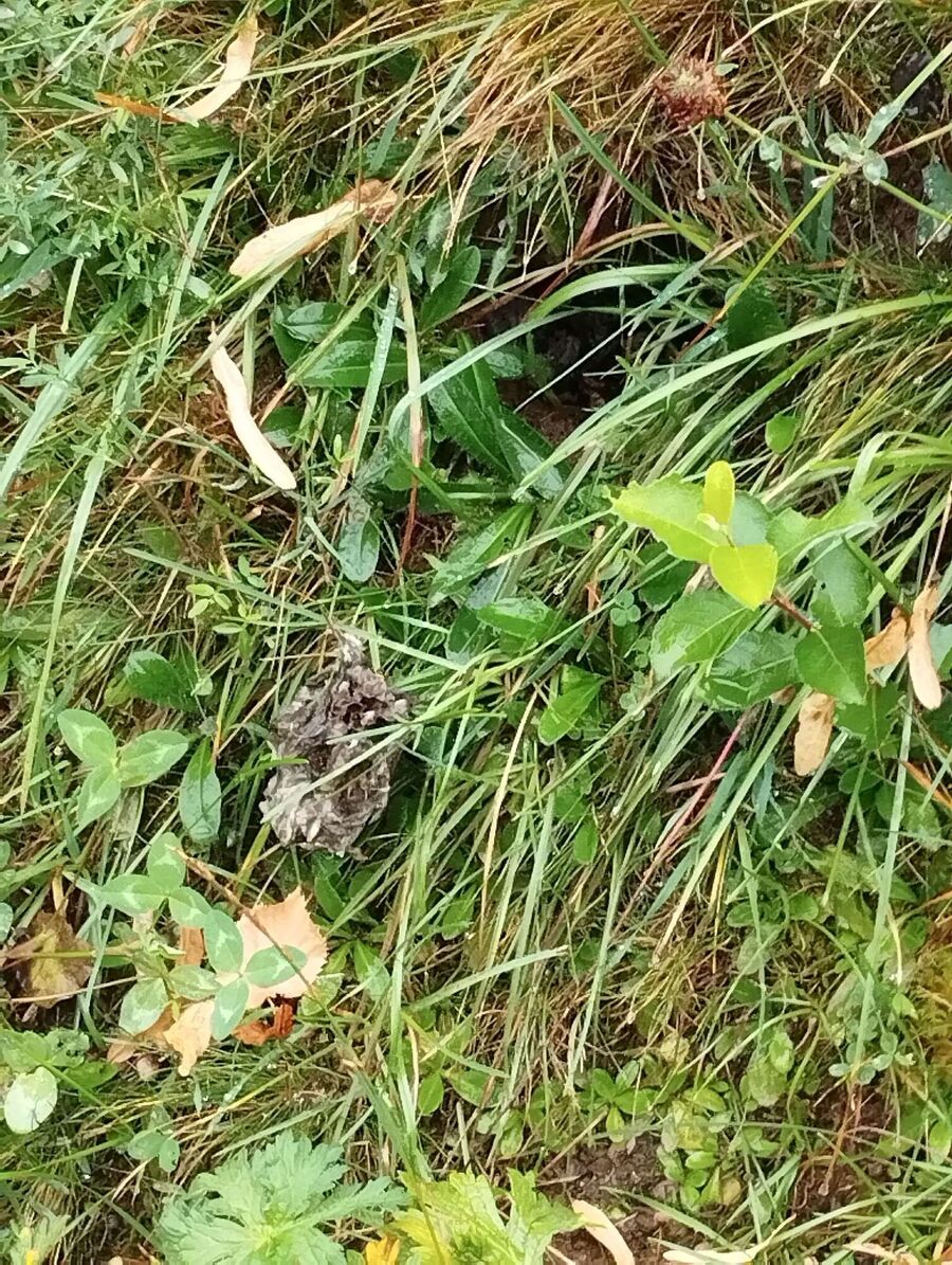 wespennest_entfernen