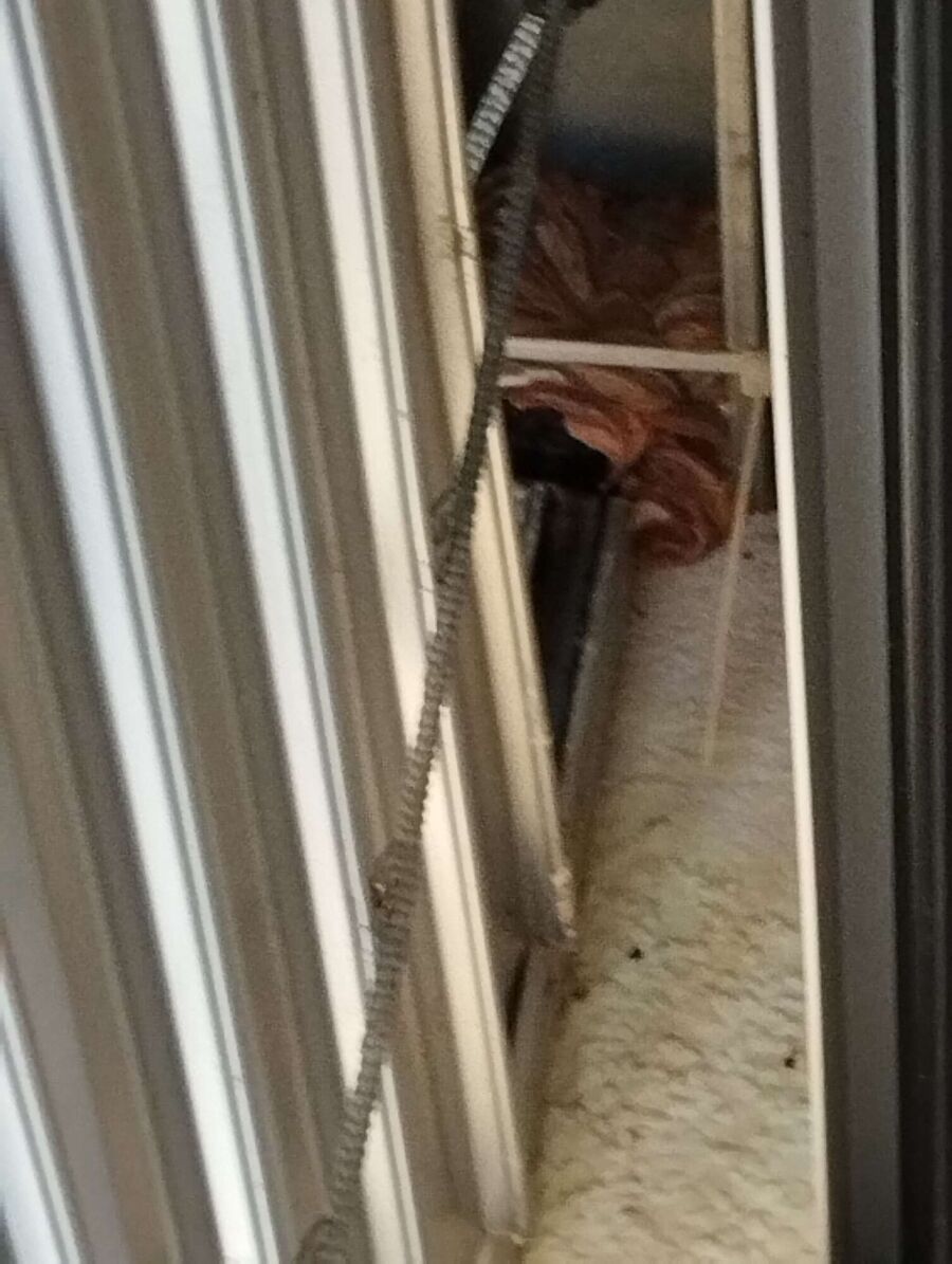 wespennest_entfernen