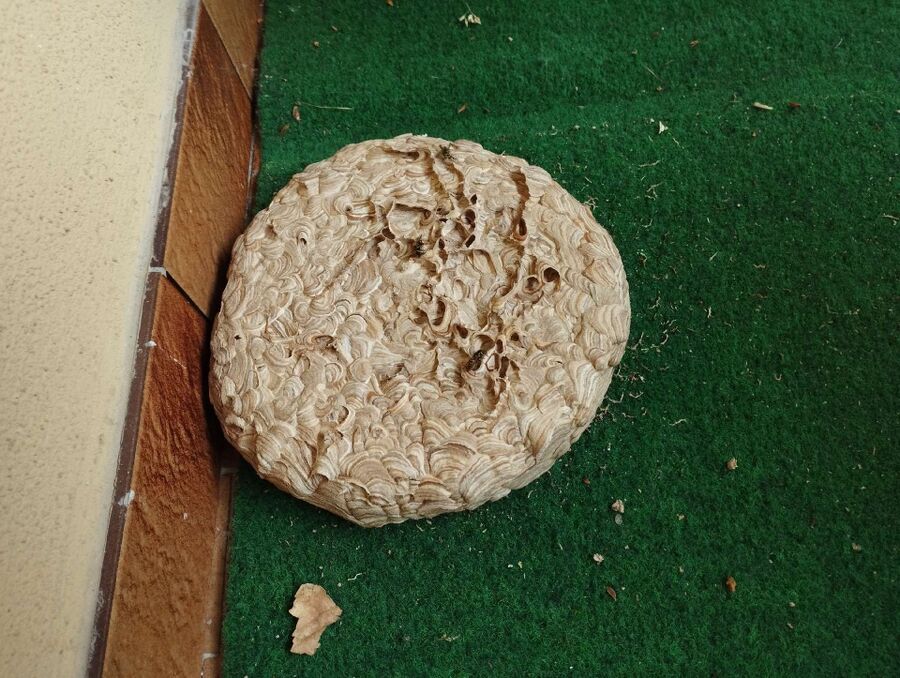 wespennest_entfernen