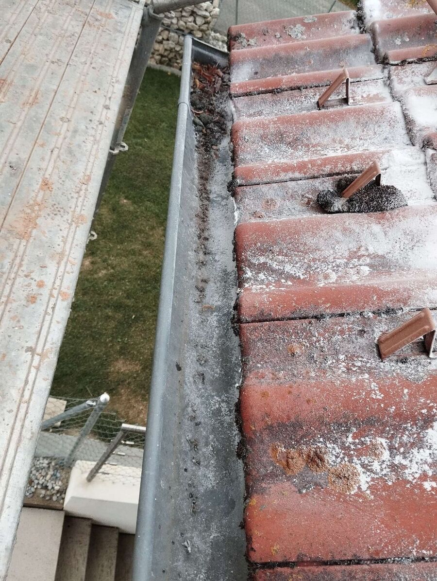 wespennest_entfernen