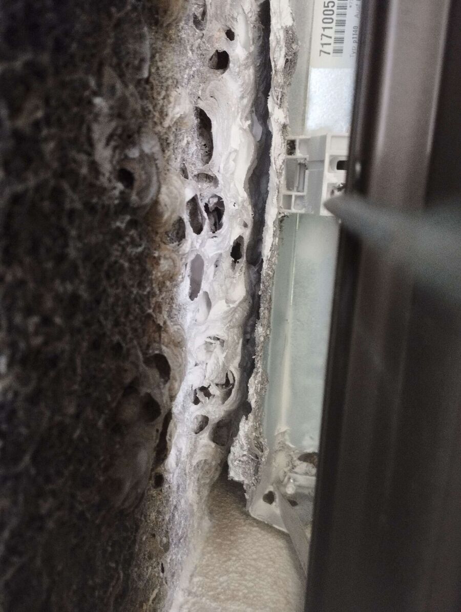 wespennest_entfernen