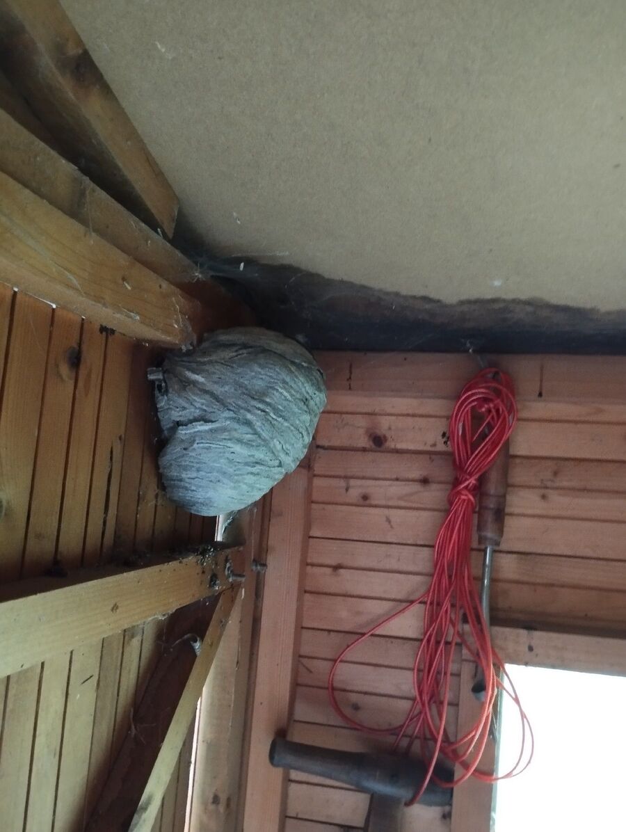 wespennest_entfernen