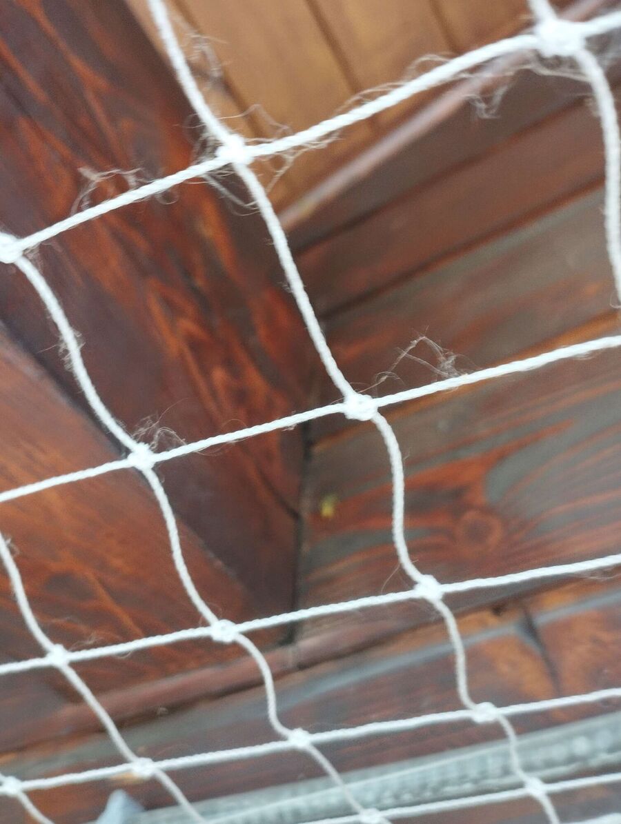 wespennest_entfernen