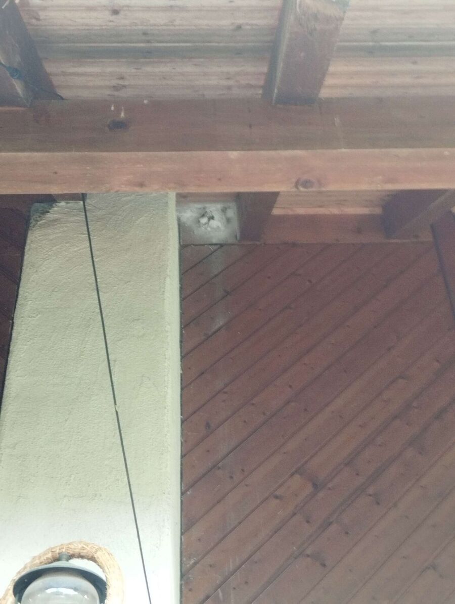 wespennest_entfernen