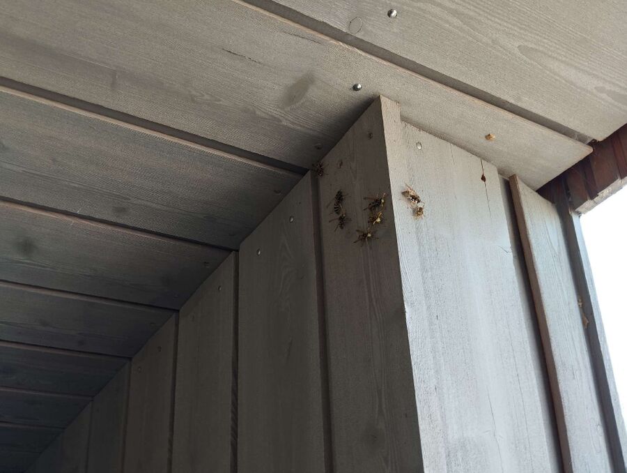 wespennest_entfernen