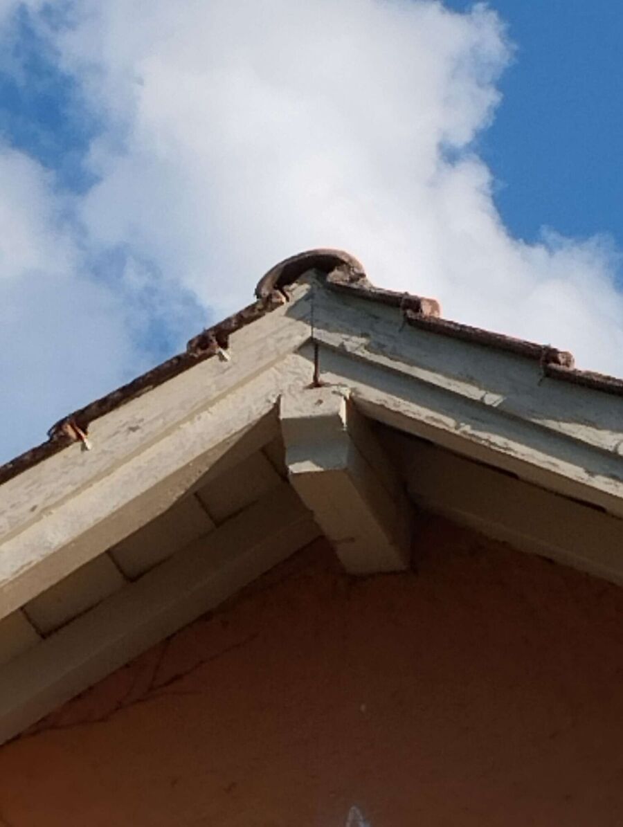 wespennest_entfernen