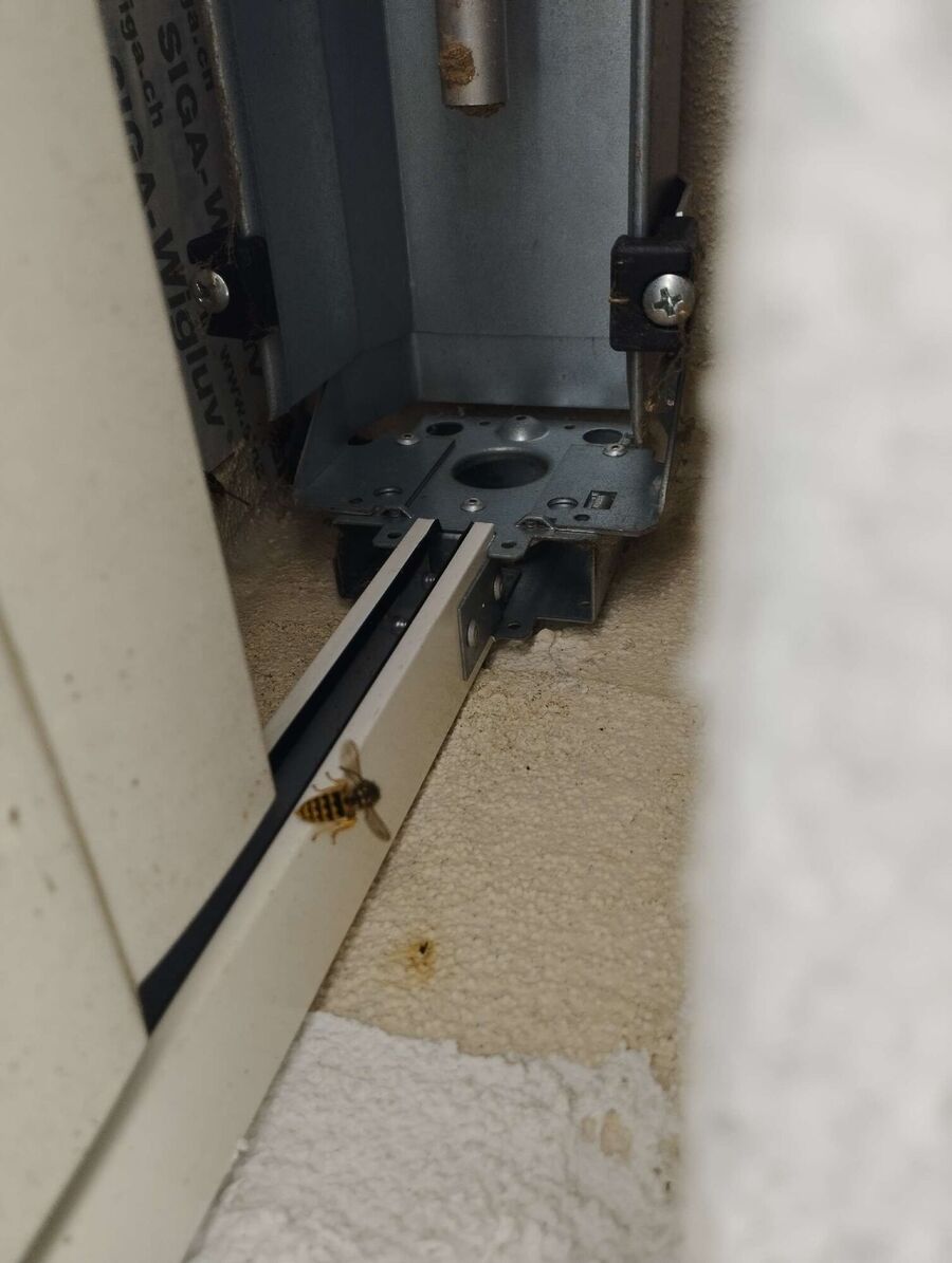 wespennest_entfernen