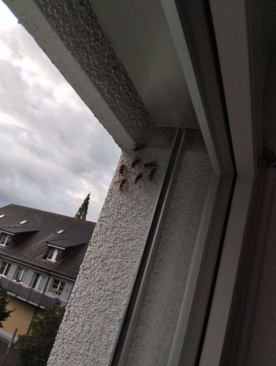 wespennest_entfernen