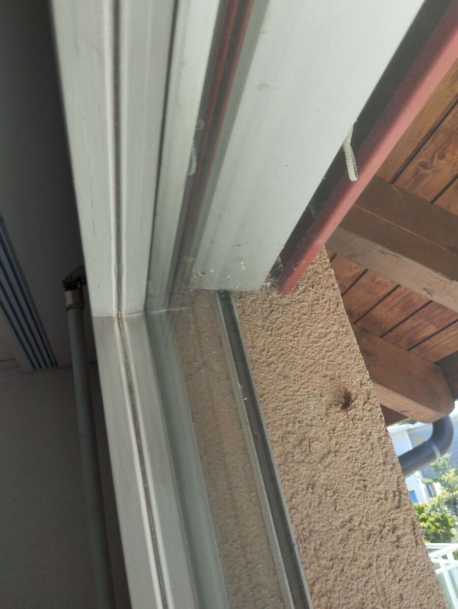 wespennest_entfernen