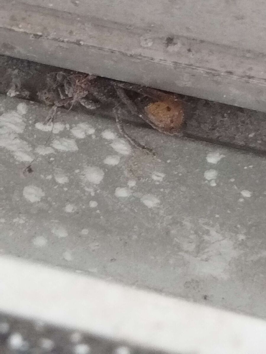 wespennest_entfernen