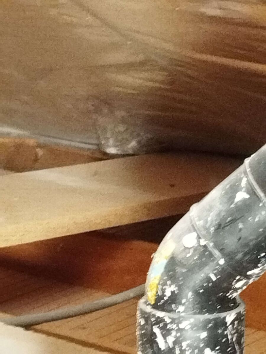 wespennest_entfernen