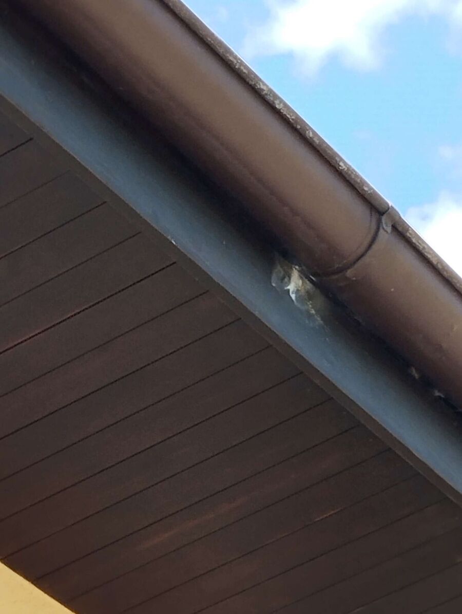 wespennest_entfernen