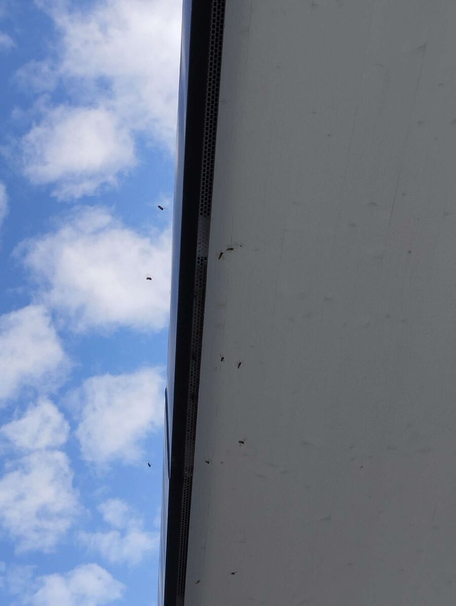 wespennest_entfernen