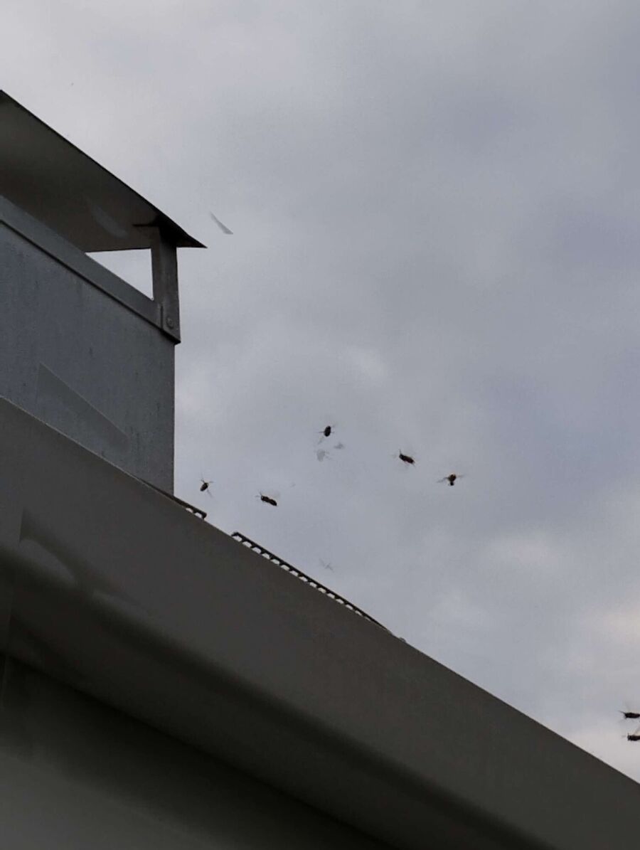 wespennest_entfernen