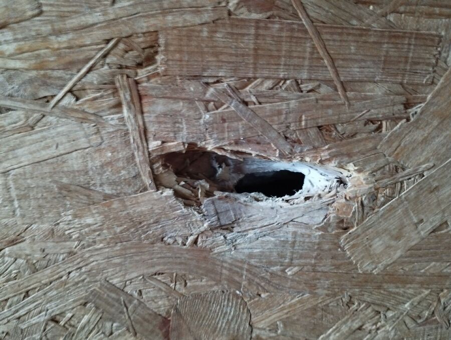 wespennest_entfernen