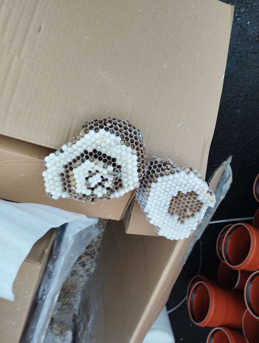 wespennest_entfernen