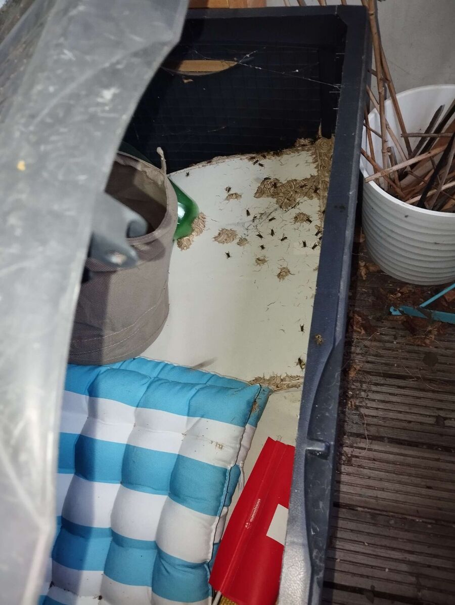 wespennest_entfernen