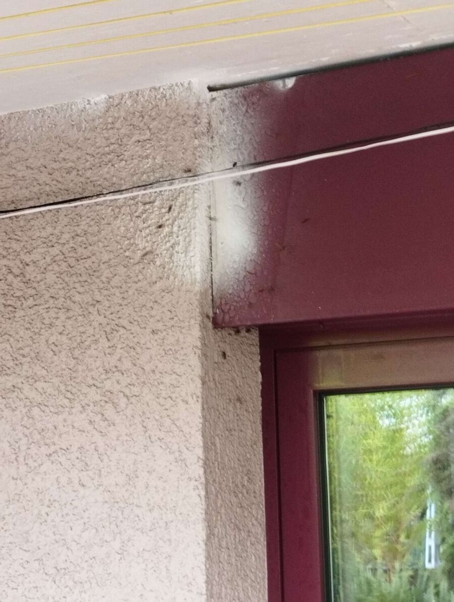 wespennest_entfernen