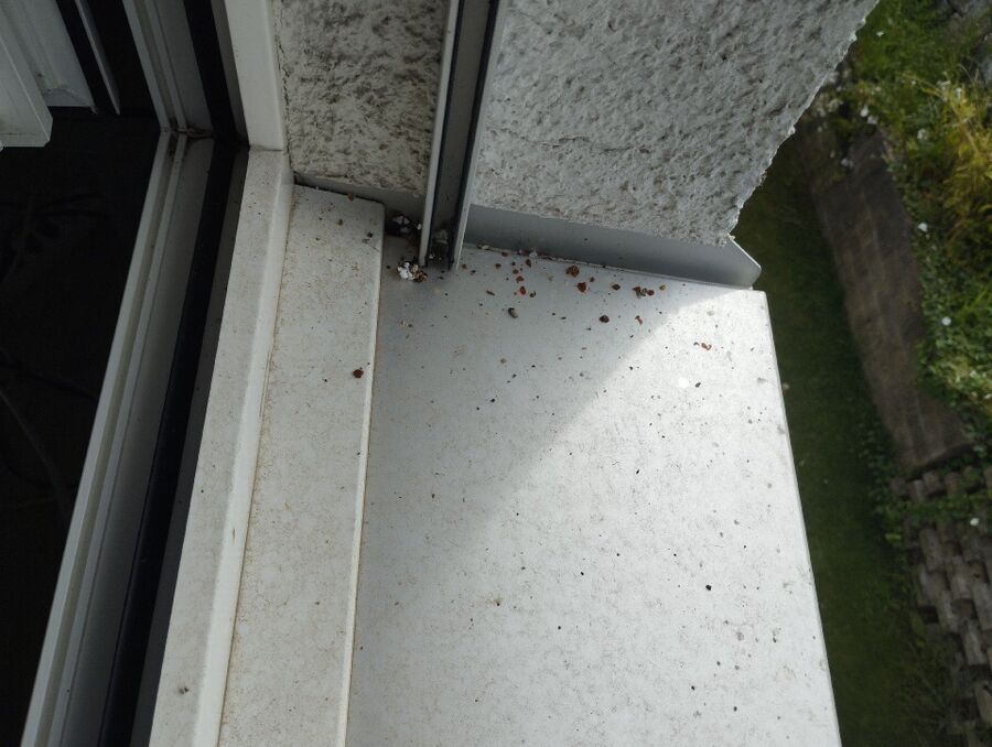 wespennest_entfernen