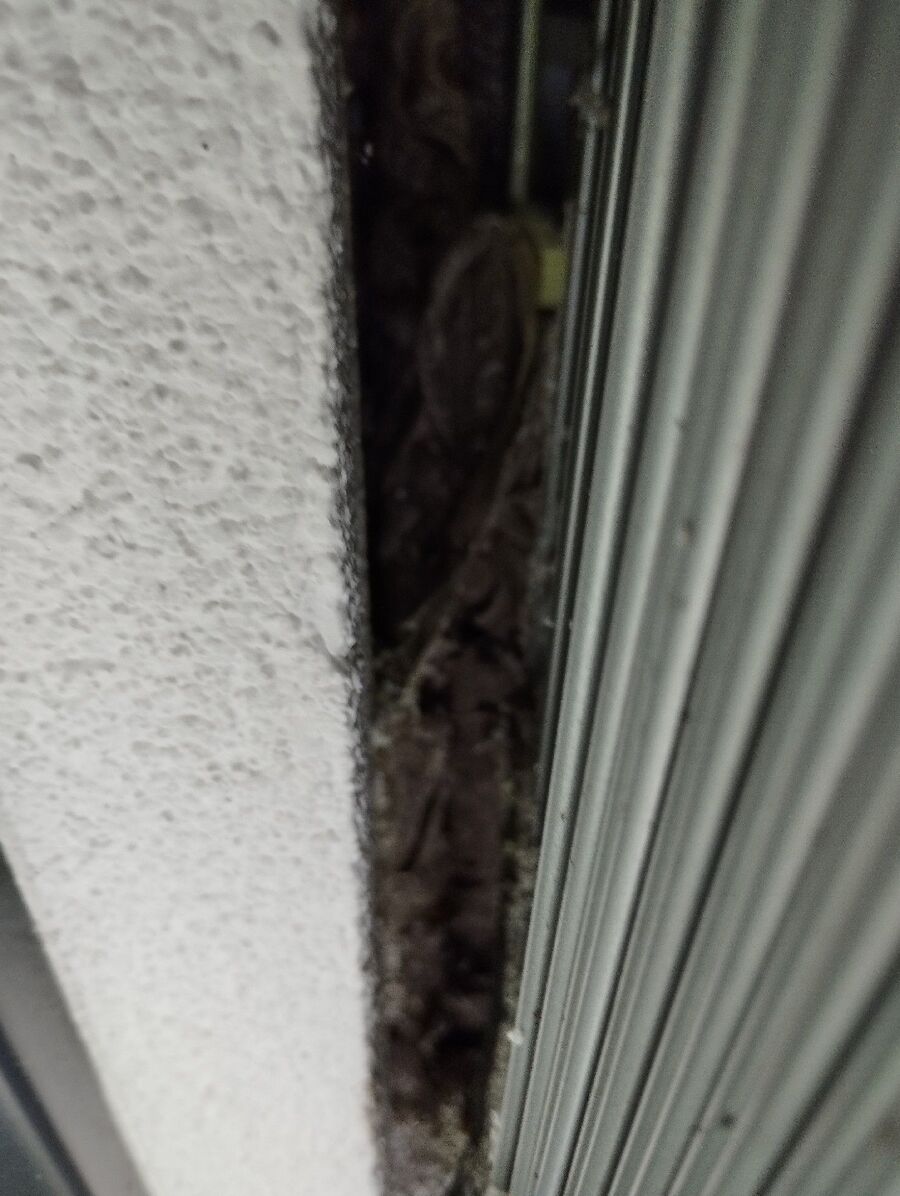 wespennest_entfernen