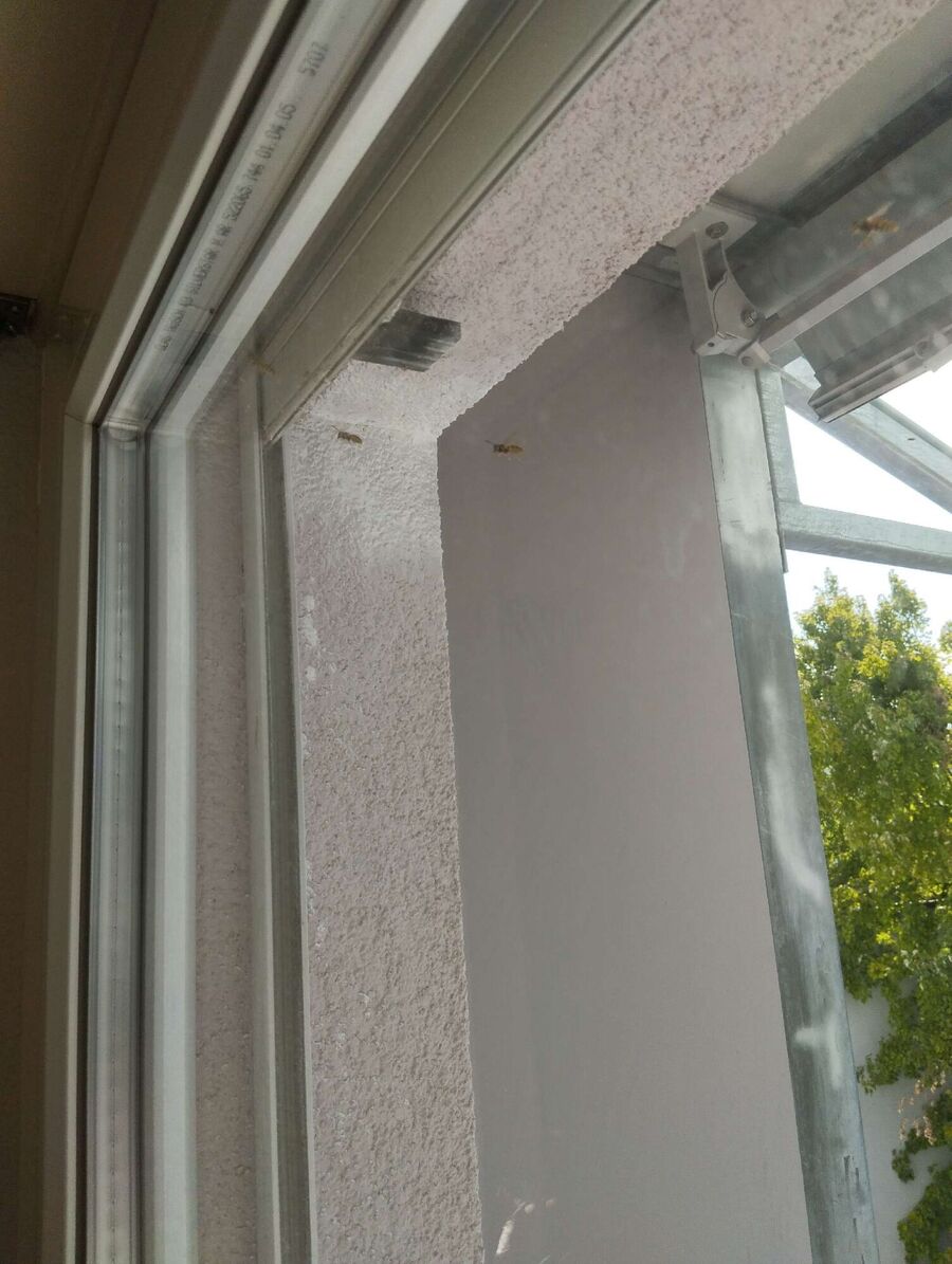 wespennest_entfernen