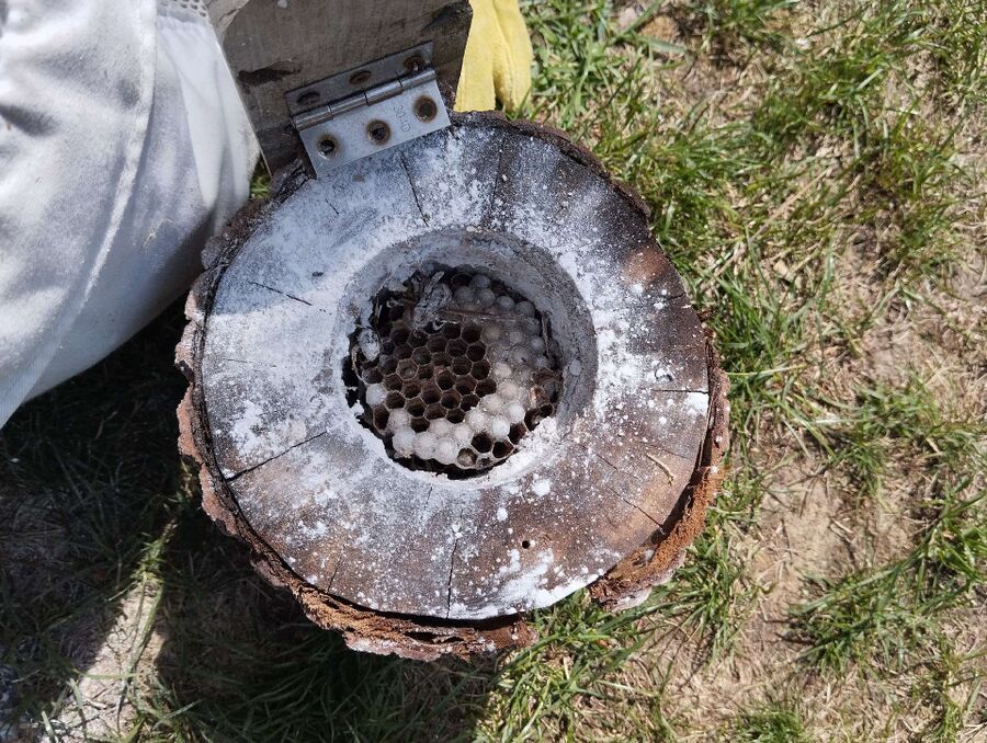 wespennest_entfernen