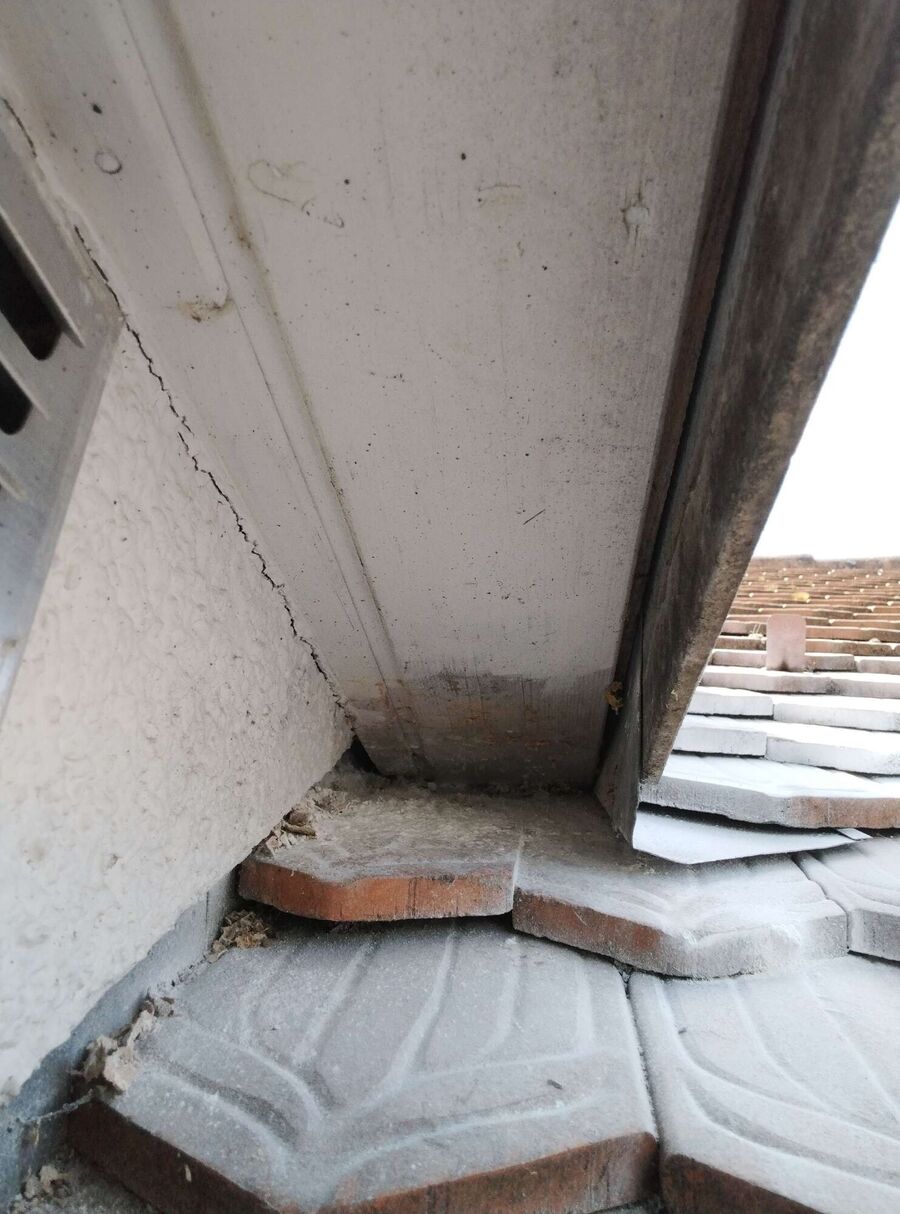 wespennest_entfernen