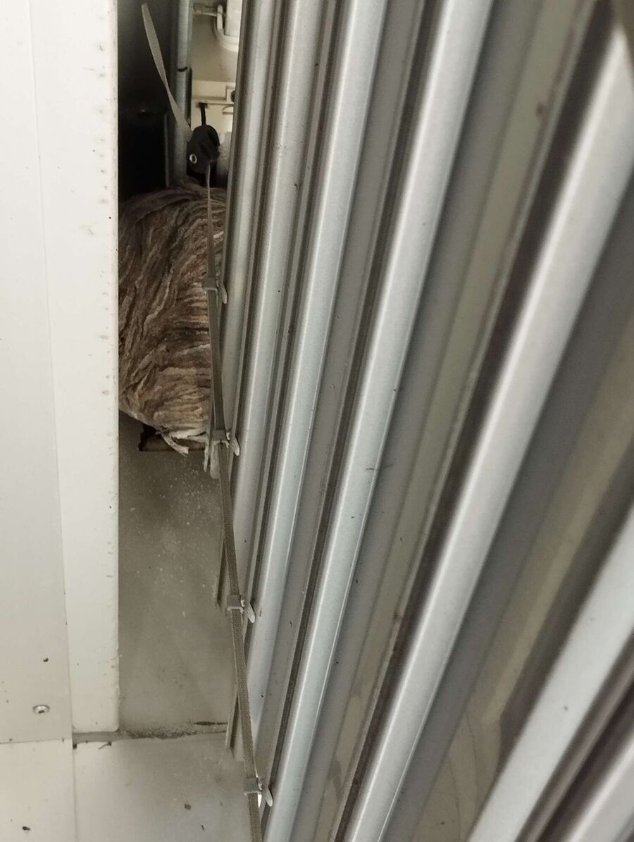 wespennest_entfernen