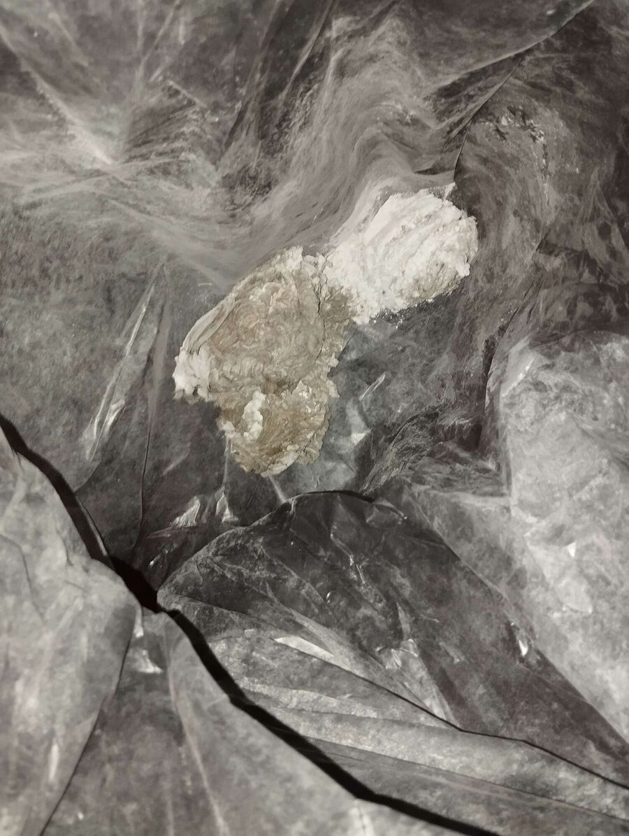 wespennest_entfernen